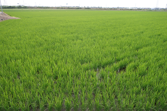 コシヒカリの田んぼ6月19日