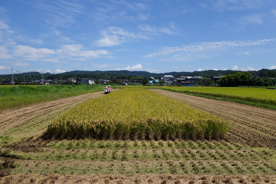 こしいぶきの稲刈り